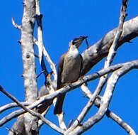 Image of Silver-crowned Friarbird