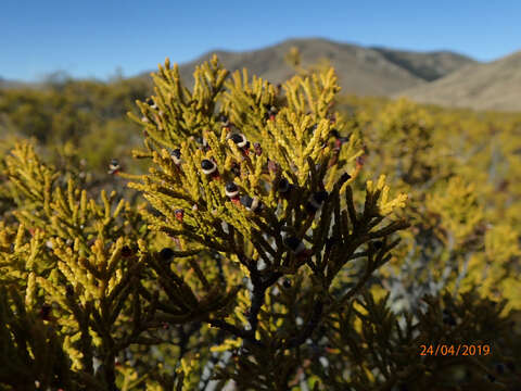 Image of Bog Pine