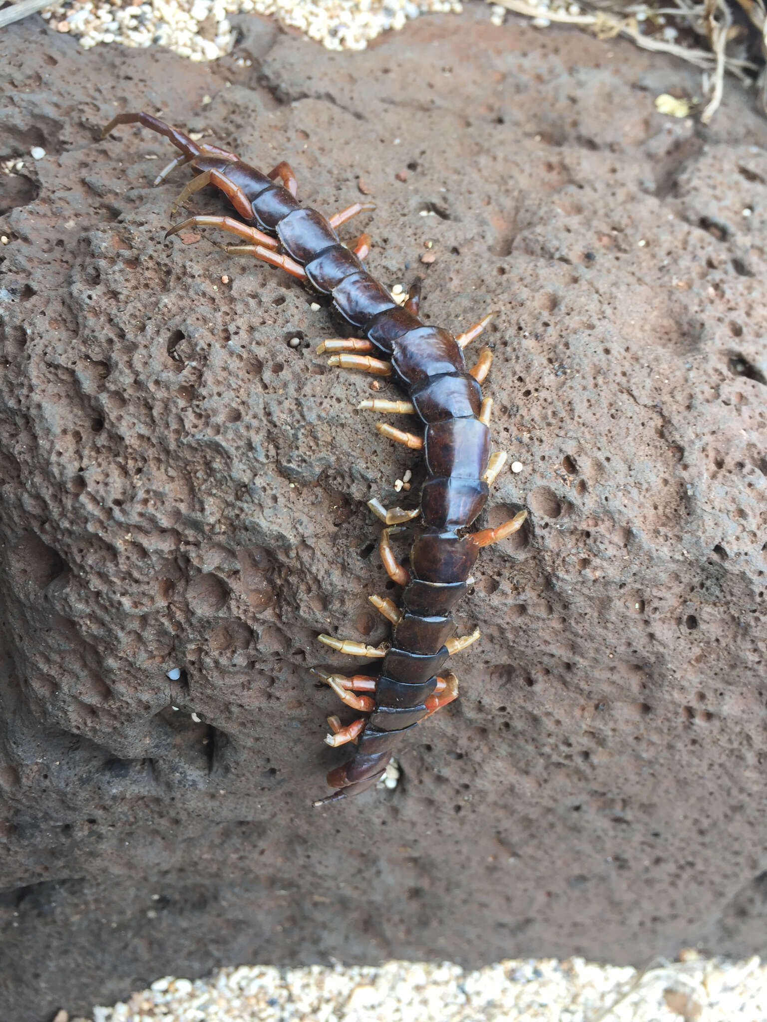 Image of Scolopendra subspinipes Leach 1816