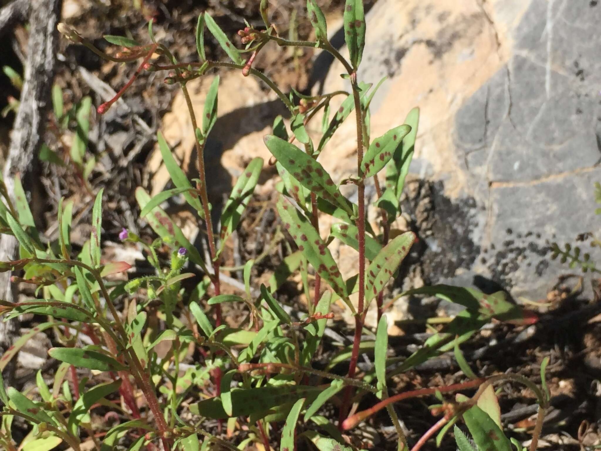 Eremothera chamaenerioides (A. Gray) W. L. Wagner & Hoch的圖片