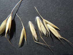 Image of blue oat grass