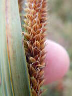 Image of Nebraska sedge