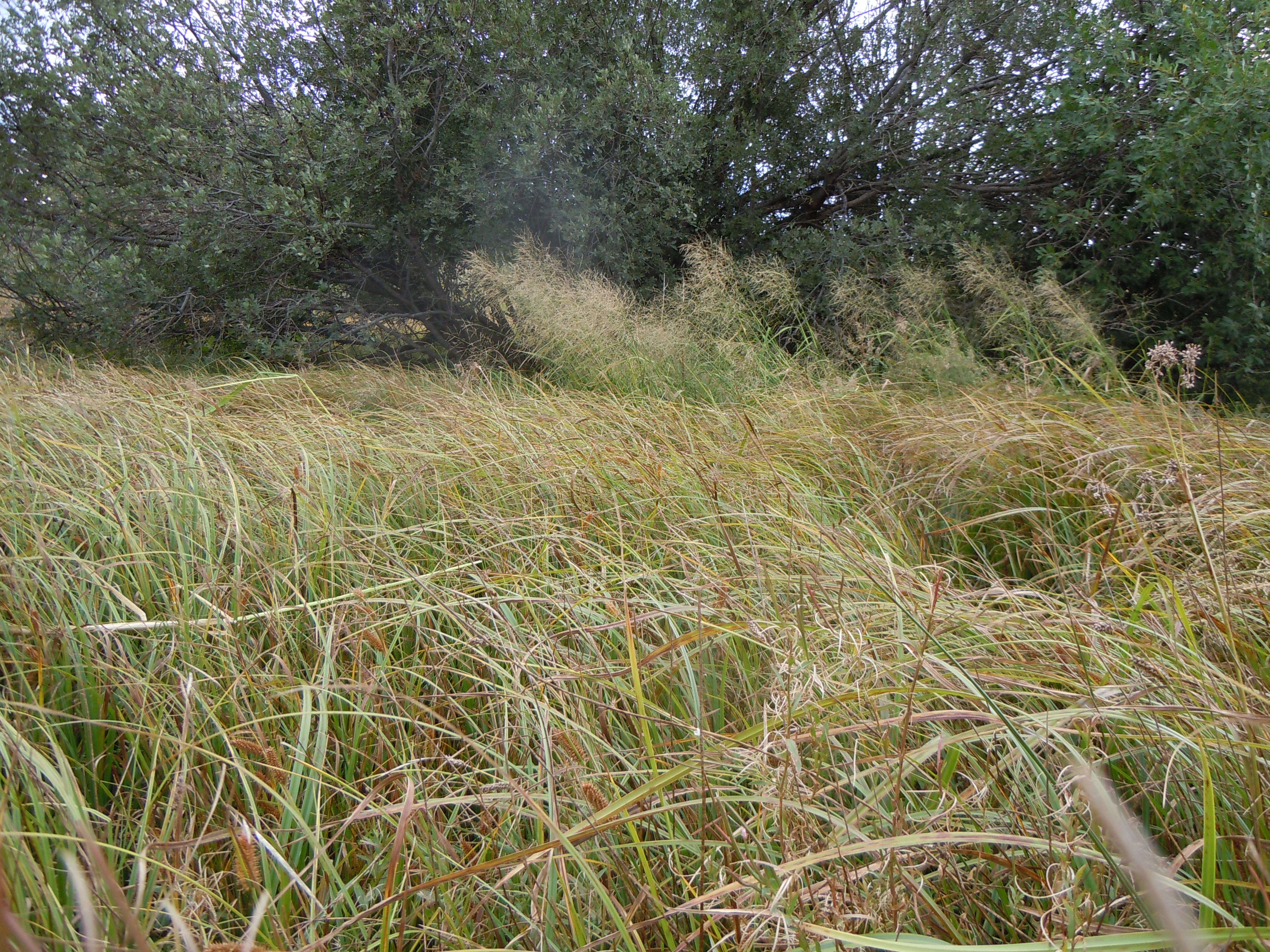 Image of beaked sedge