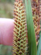 Image of Nebraska sedge