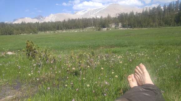 Image of short-hair cottongrass