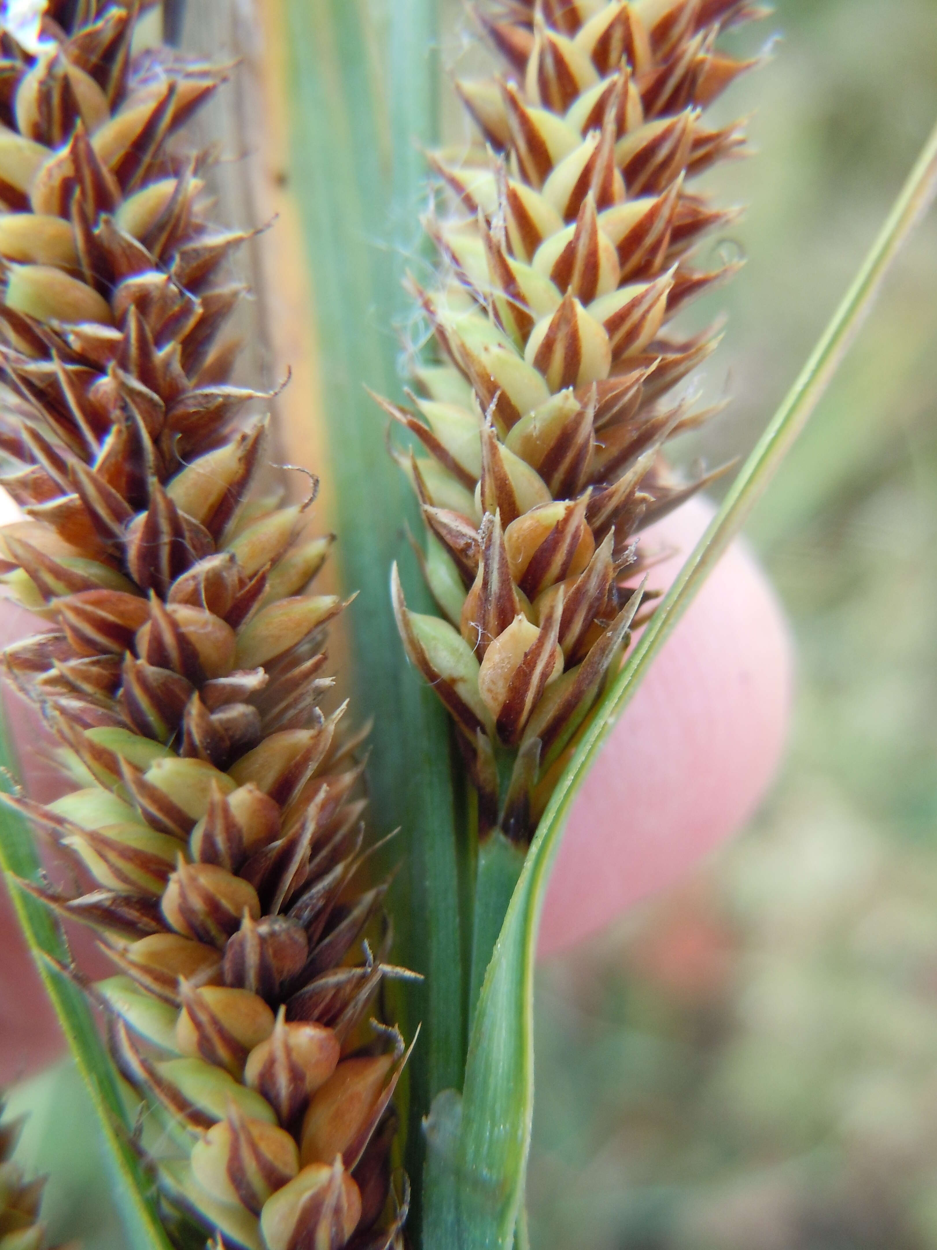 Image of Nebraska sedge