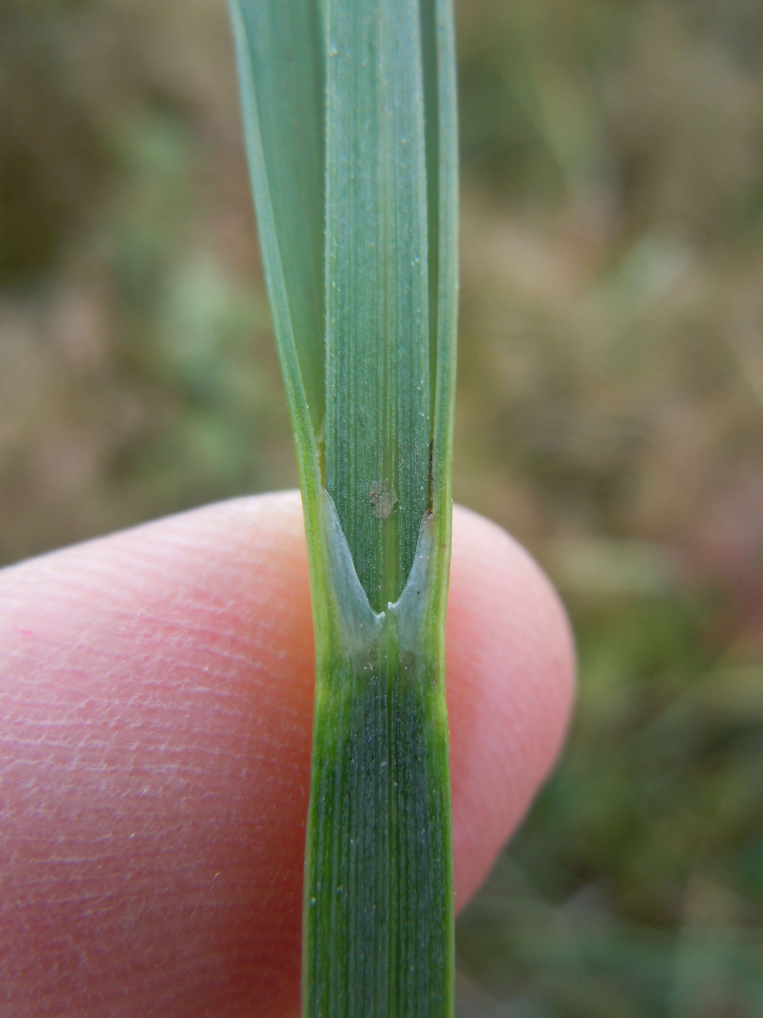 Image of Nebraska sedge