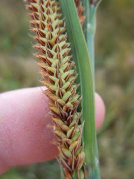 Image of Nebraska sedge