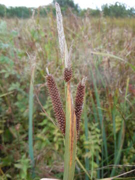 Image of Nebraska sedge