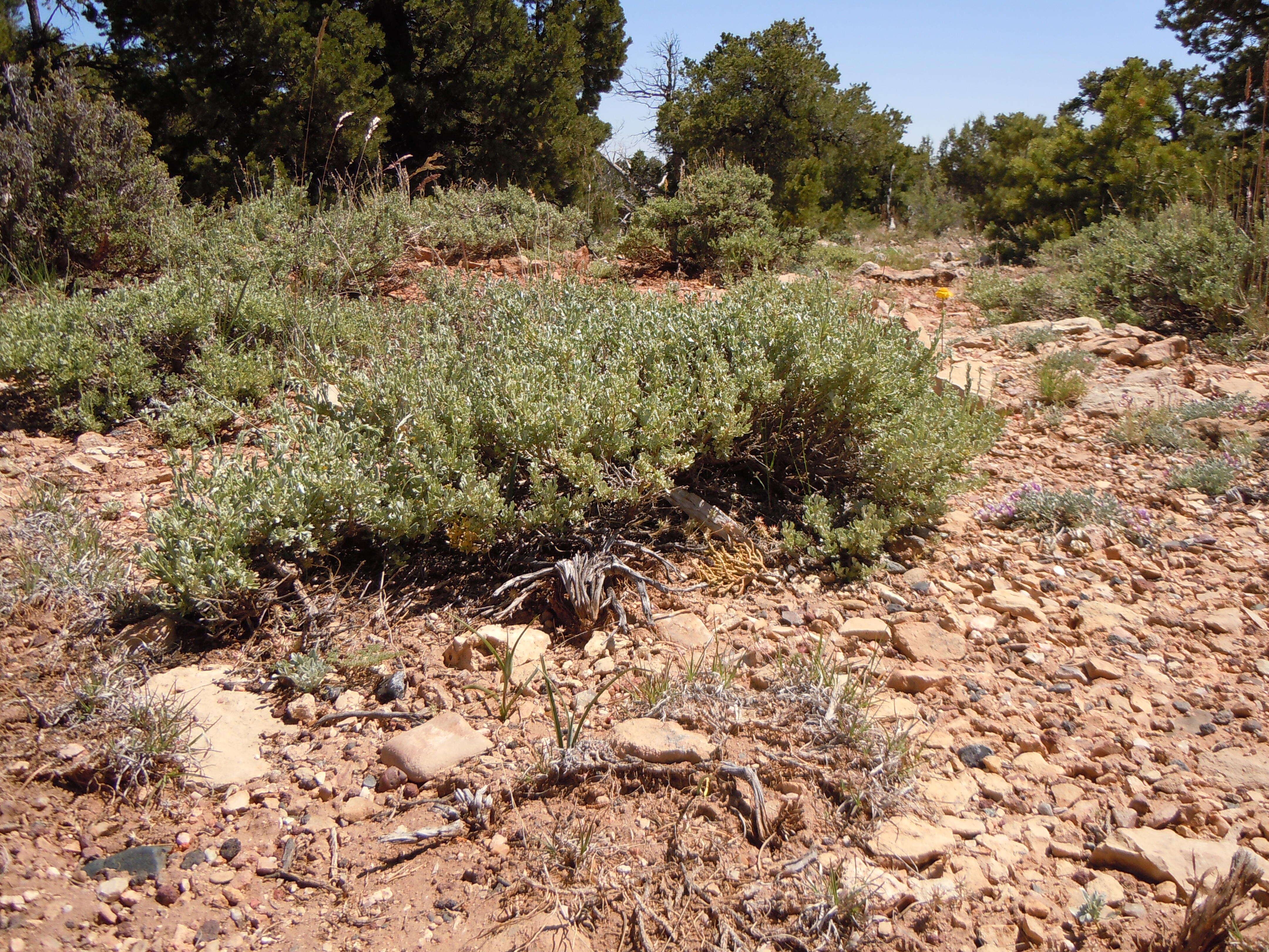 Image of low sagebrush