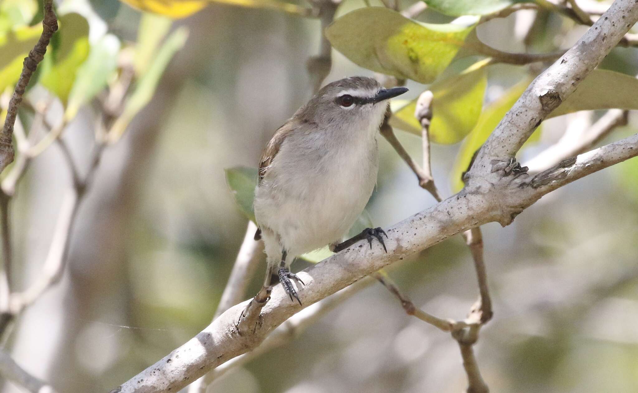 Image of Mangrove Gerygone