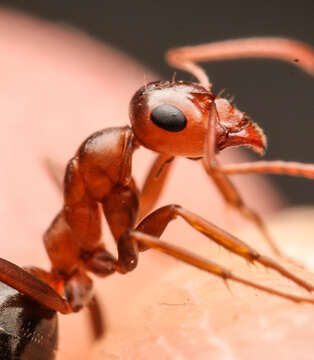 Imagem de Formica xerophila Smith 1939