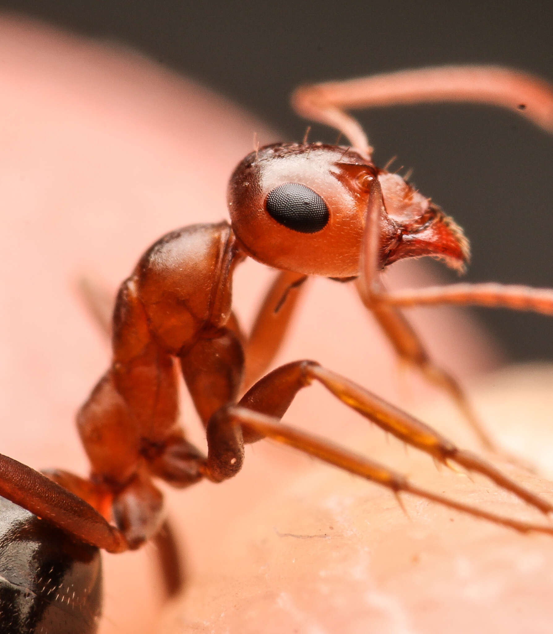 Image of Formica xerophila Smith 1939