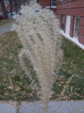 Imagem de Miscanthus sinensis Andersson