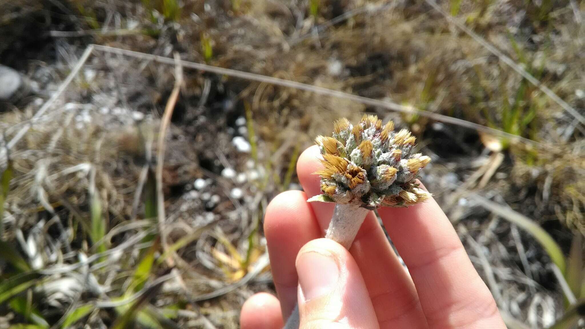 Image of Chresta plantaginifolia (Less.) Gardn.