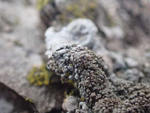 Image of myelochroa lichen