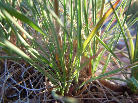 Image of June grass