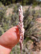 Image de Poa fendleriana (Steud.) Vasey