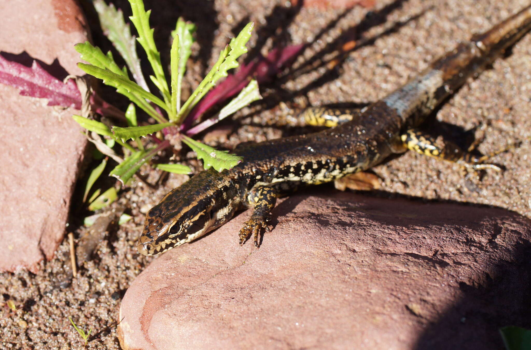 Image of Warm-temperate Water-skink