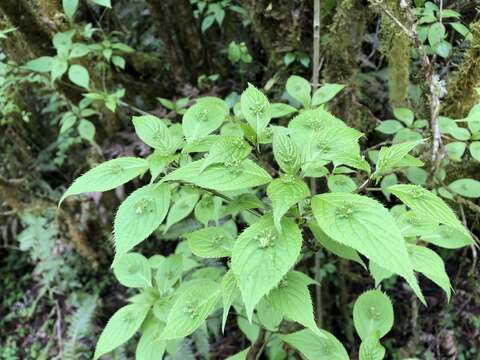 Image of Helwingia japonica subsp. liukiuensis (Hatusima) H. Hara & S. Kurosawa