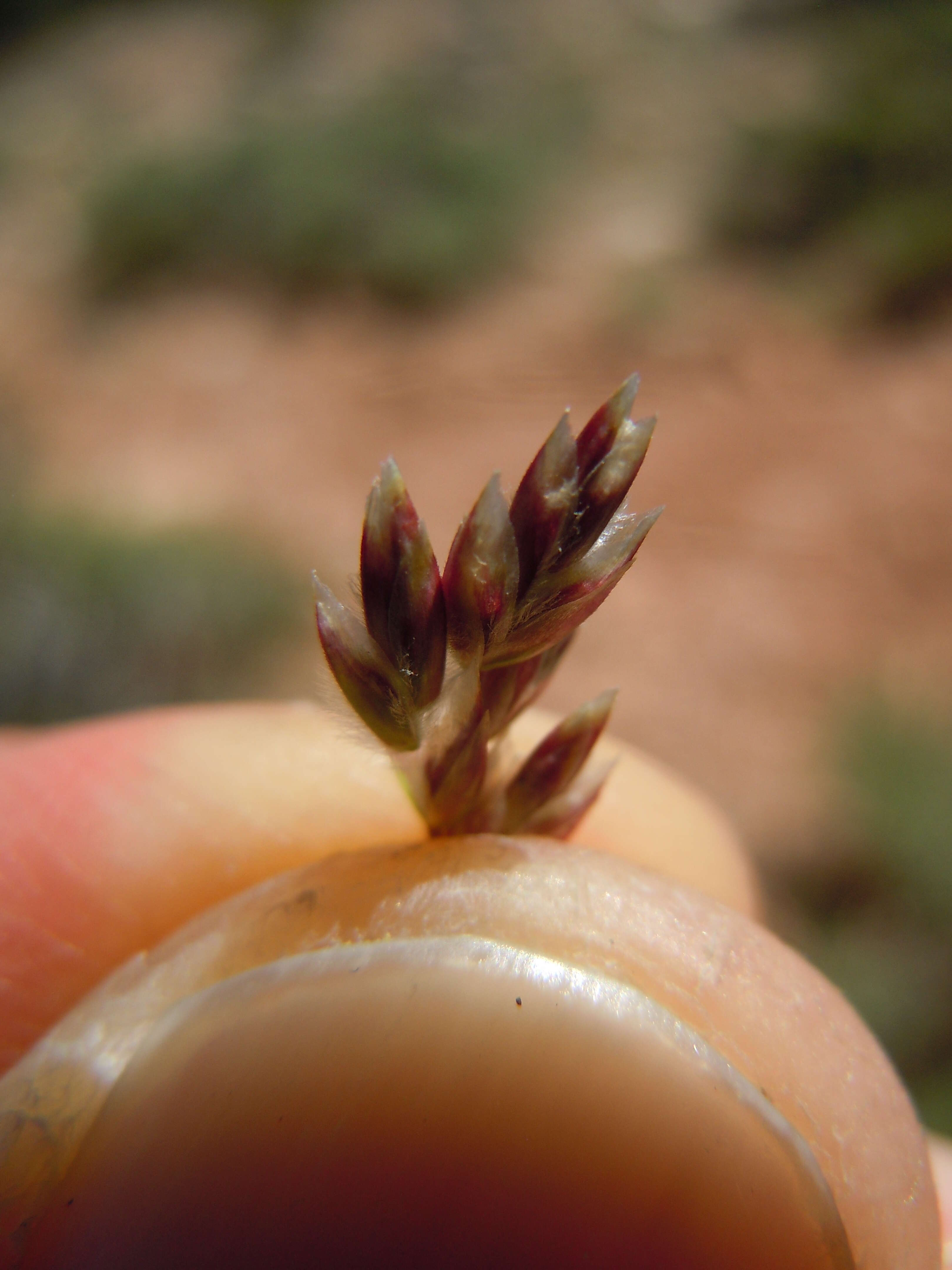 Image de Poa fendleriana (Steud.) Vasey