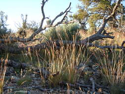 Image de Poa fendleriana (Steud.) Vasey