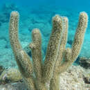 Image of porous sea rod