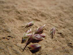 Image de Poa fendleriana (Steud.) Vasey