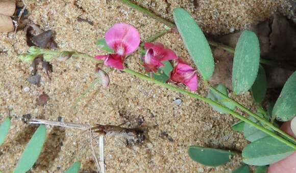 Imagem de Indigofera vicioides Jaub. & Spach