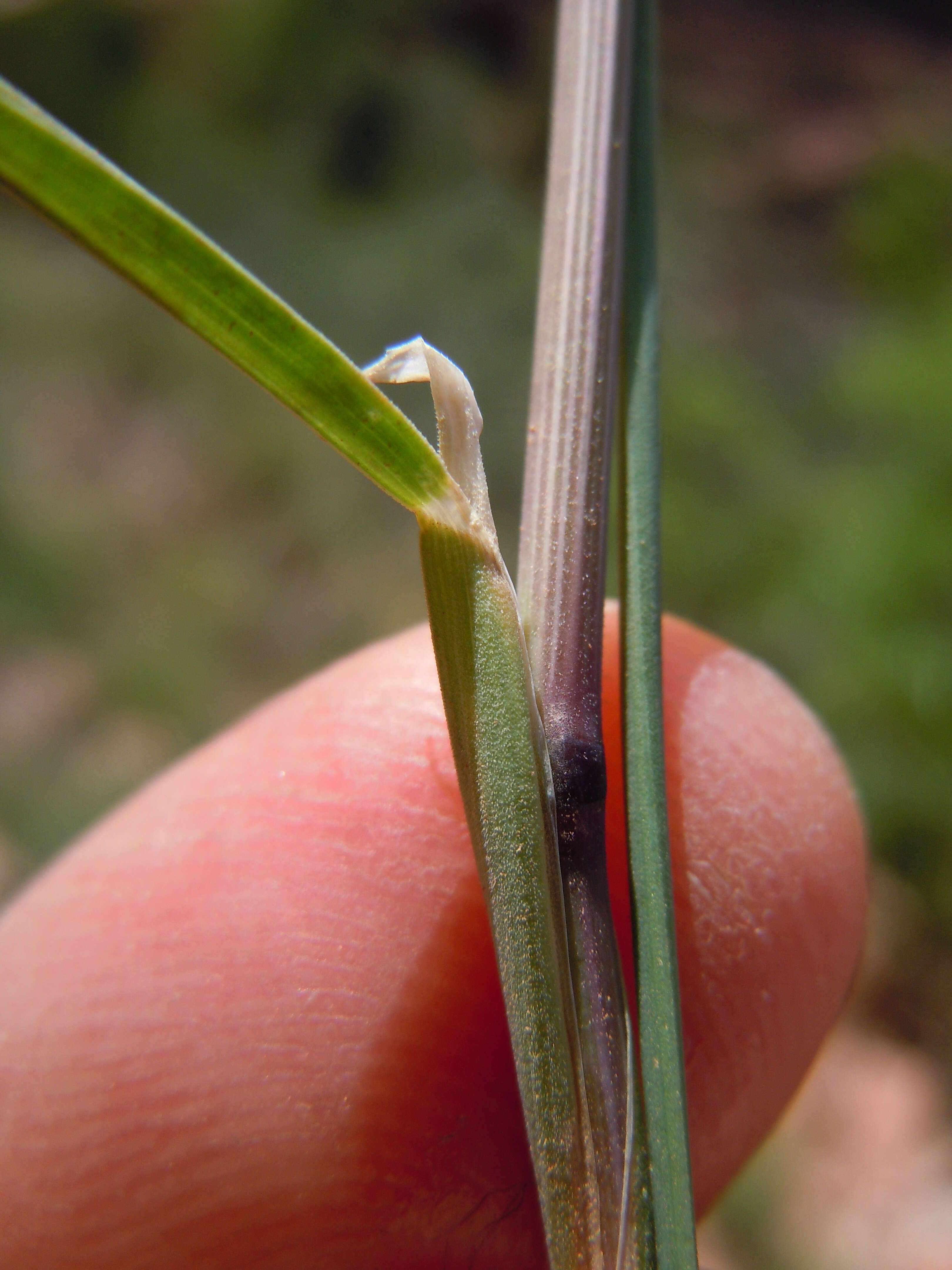 Image de Poa fendleriana (Steud.) Vasey