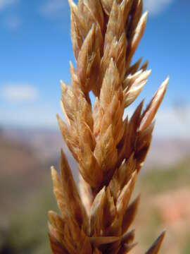 Plancia ëd Poa fendleriana (Steud.) Vasey