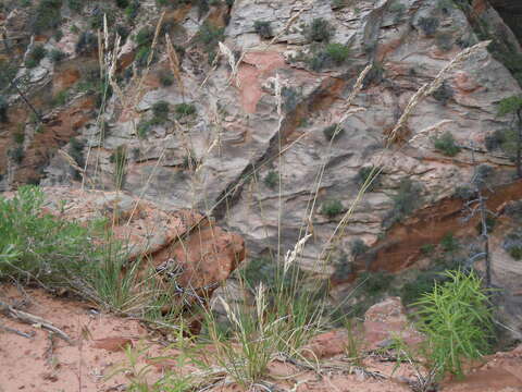 Image de Poa fendleriana (Steud.) Vasey