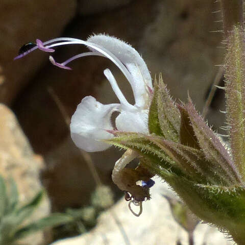 Image of Salvia palaestina Benth.