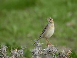 Image of Richard's Pipit