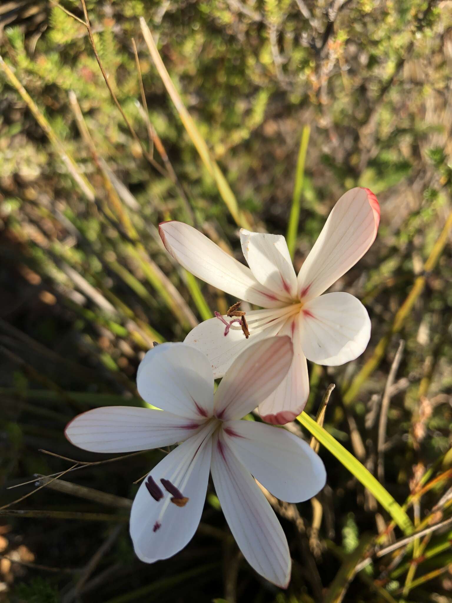 Image of Geissorhiza brevituba (G. J. Lewis) Goldblatt