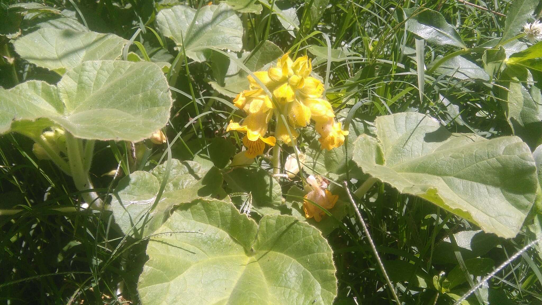 Image of yellow unicorn-plant