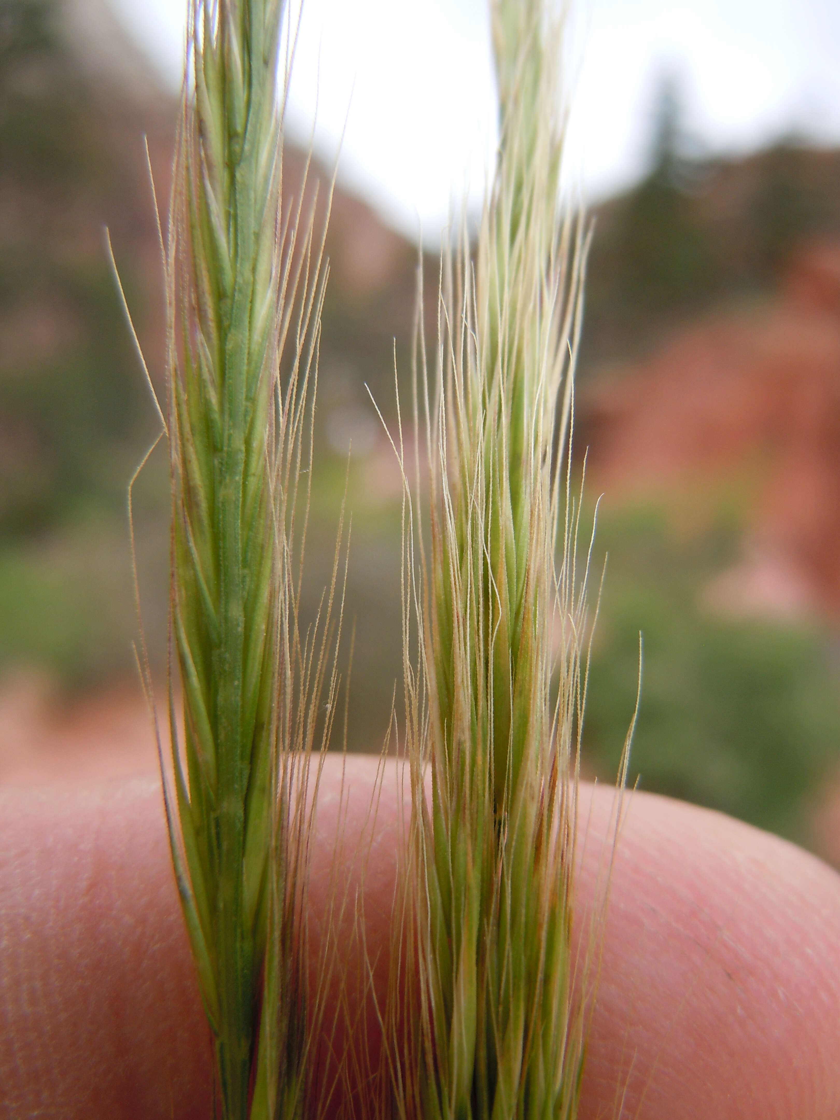 Image of rat's-tail fescue