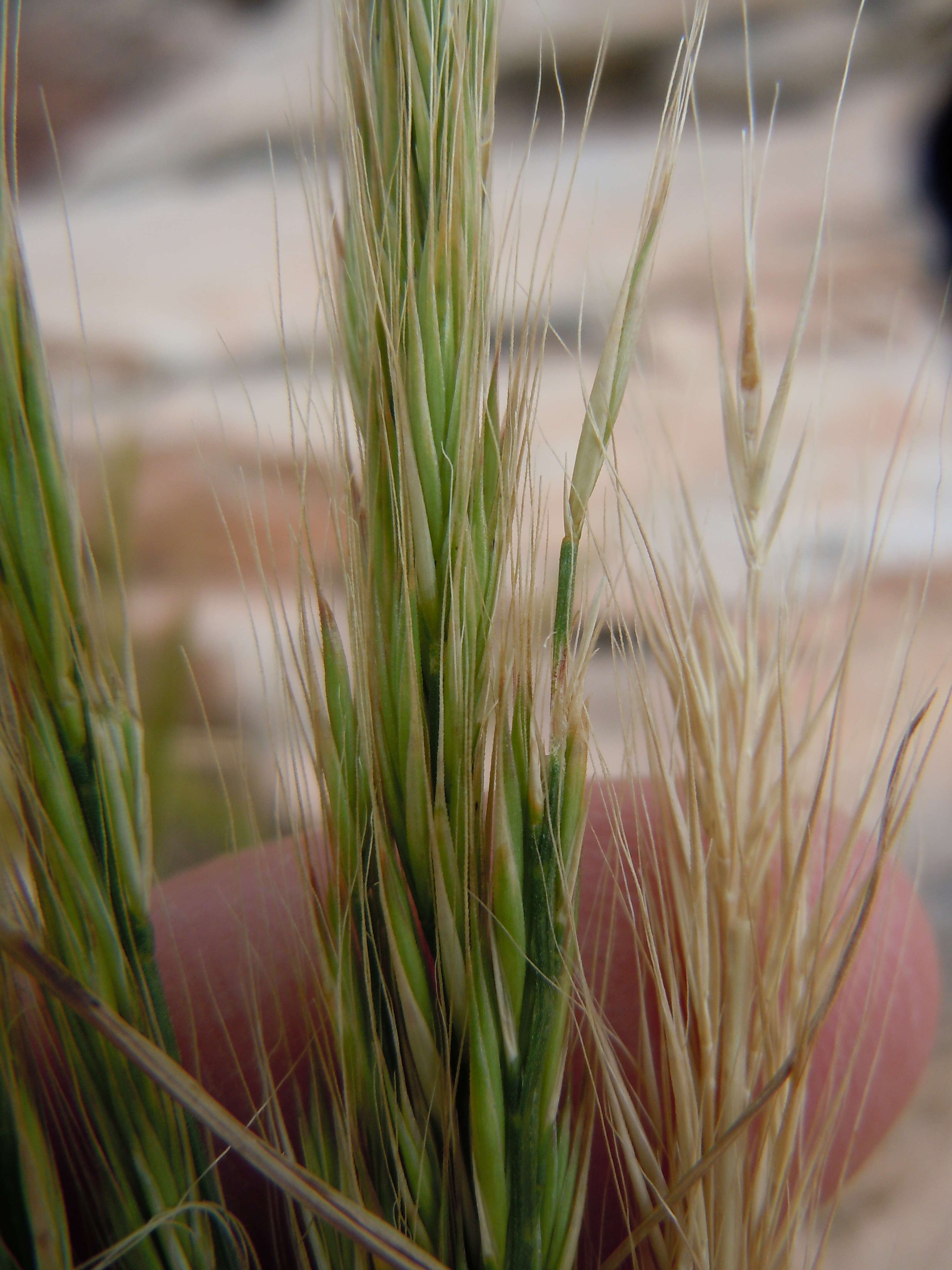 Image of rat's-tail fescue