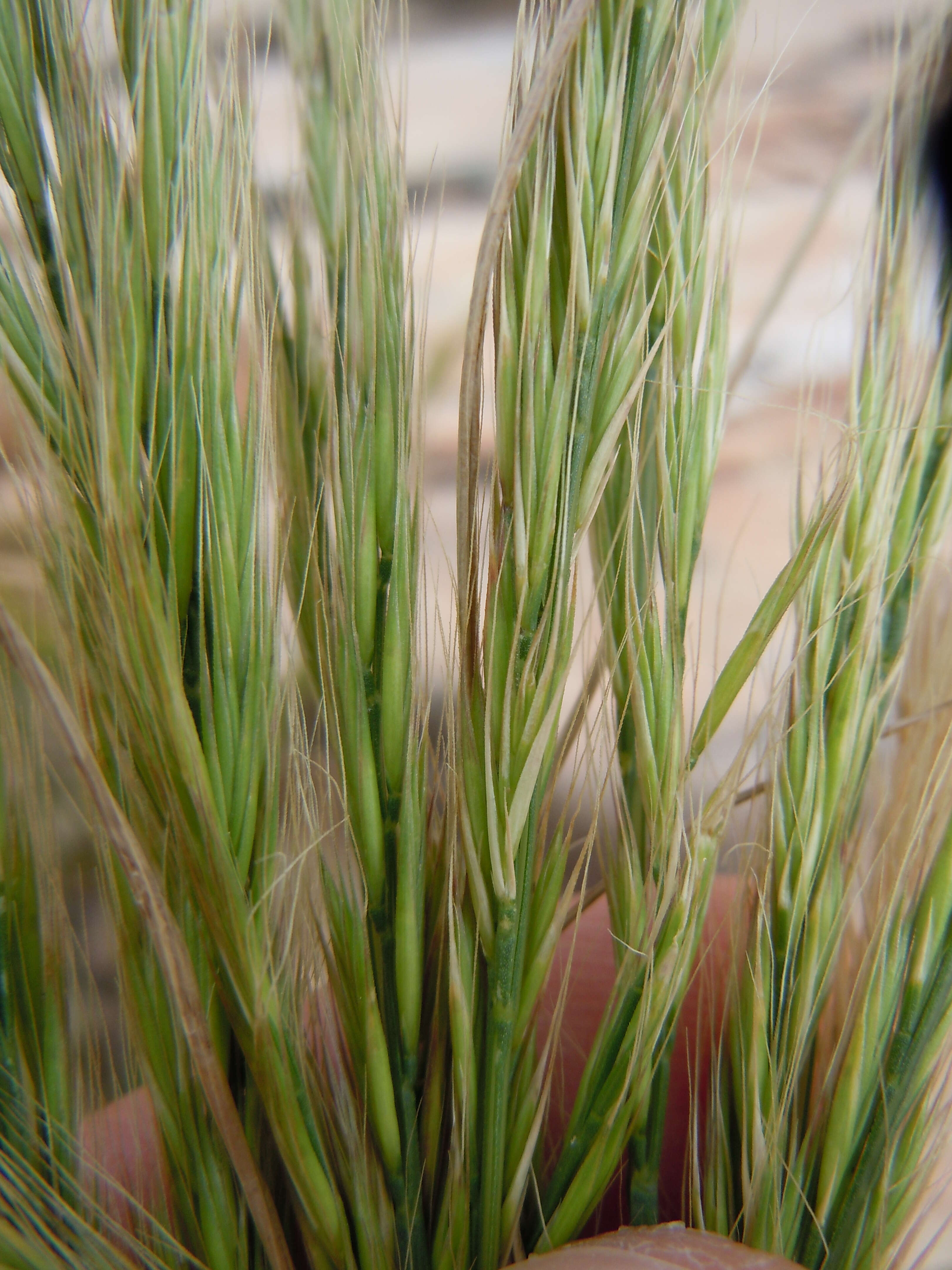 Image of rat's-tail fescue