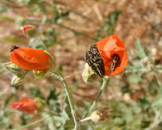 Image de Acmaeodera cuneata Fall 1899