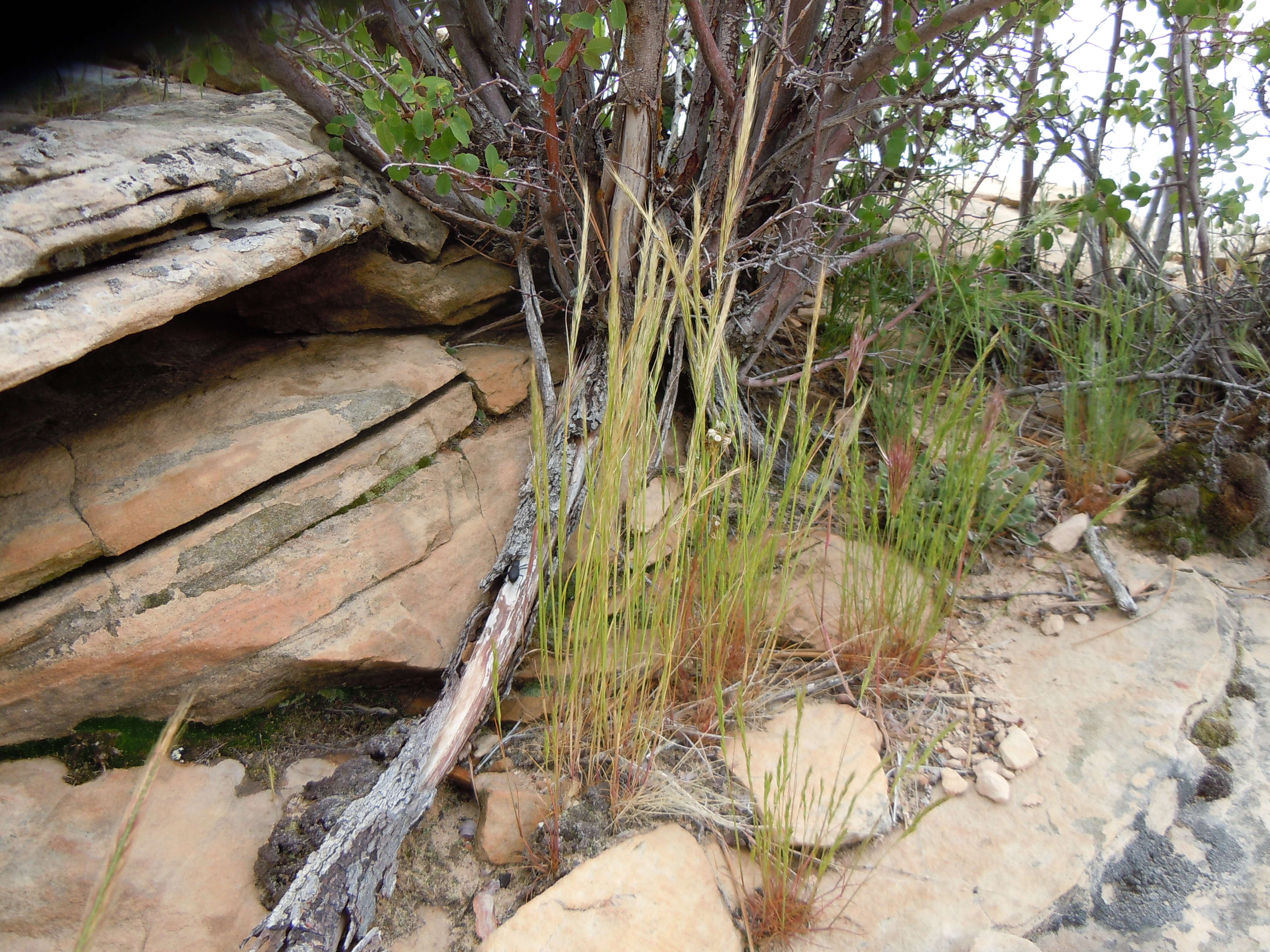 Image of rat's-tail fescue