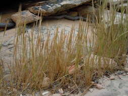 Image of rat's-tail fescue