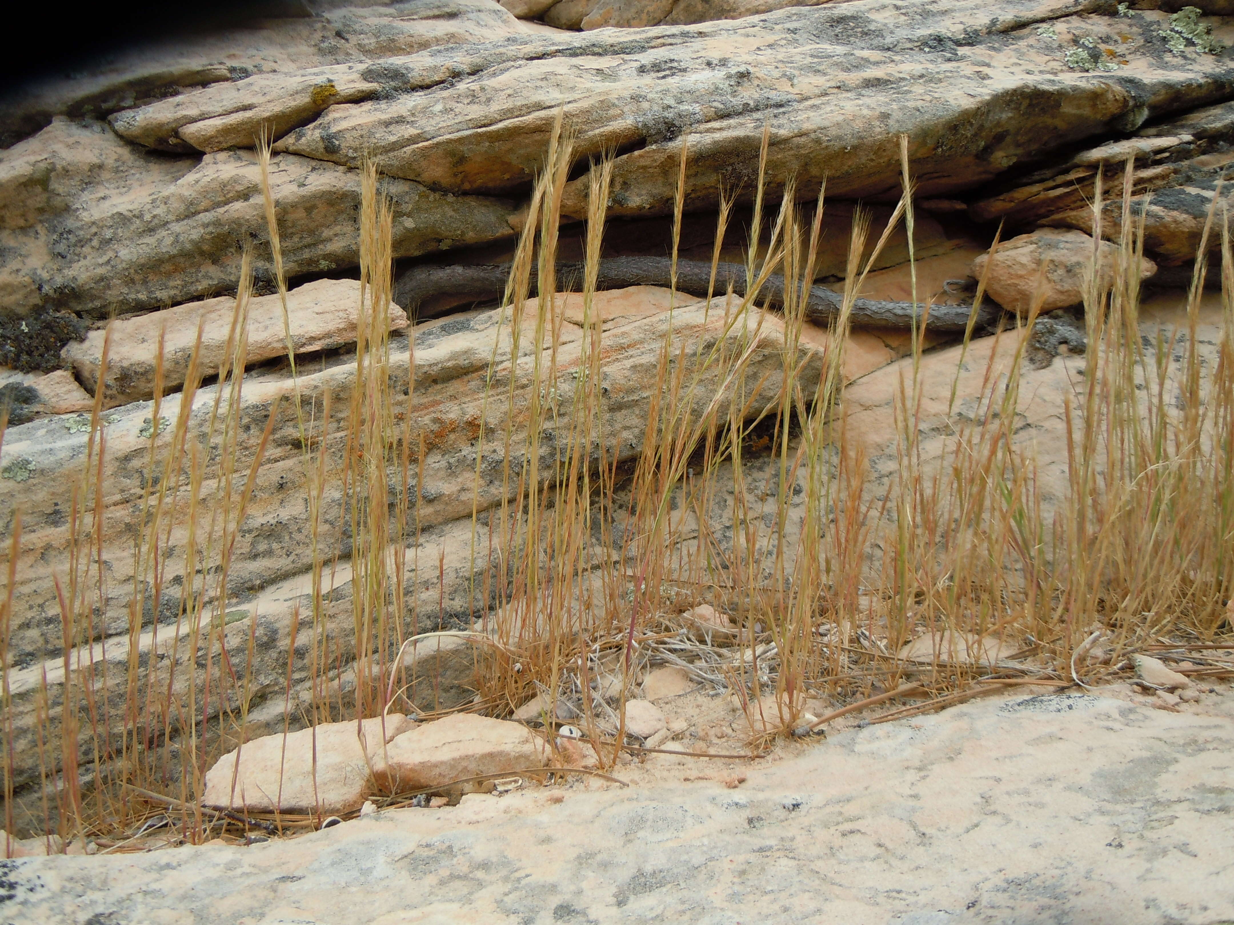 Image of rat's-tail fescue