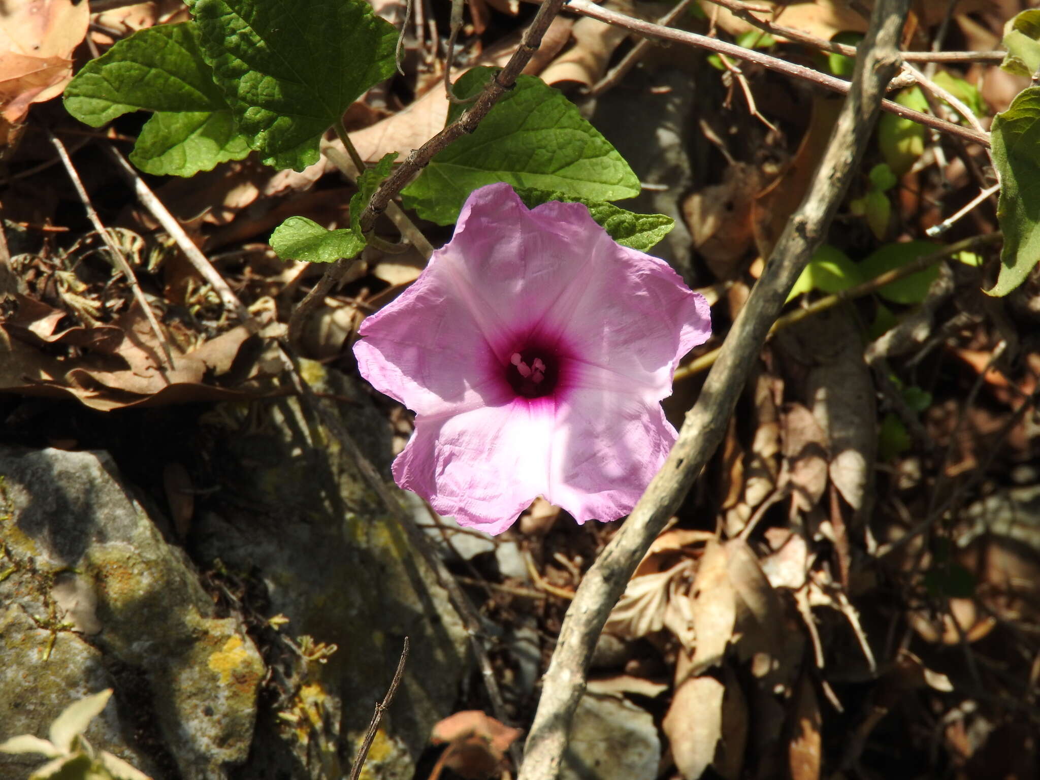 Sivun Ipomoea jalapa (L.) Coxe kuva