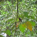 Image of Flavescent Flycatcher