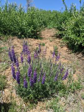 Image of mountain bush lupine