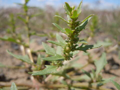 Image of Nuttall's Poverty-Weed