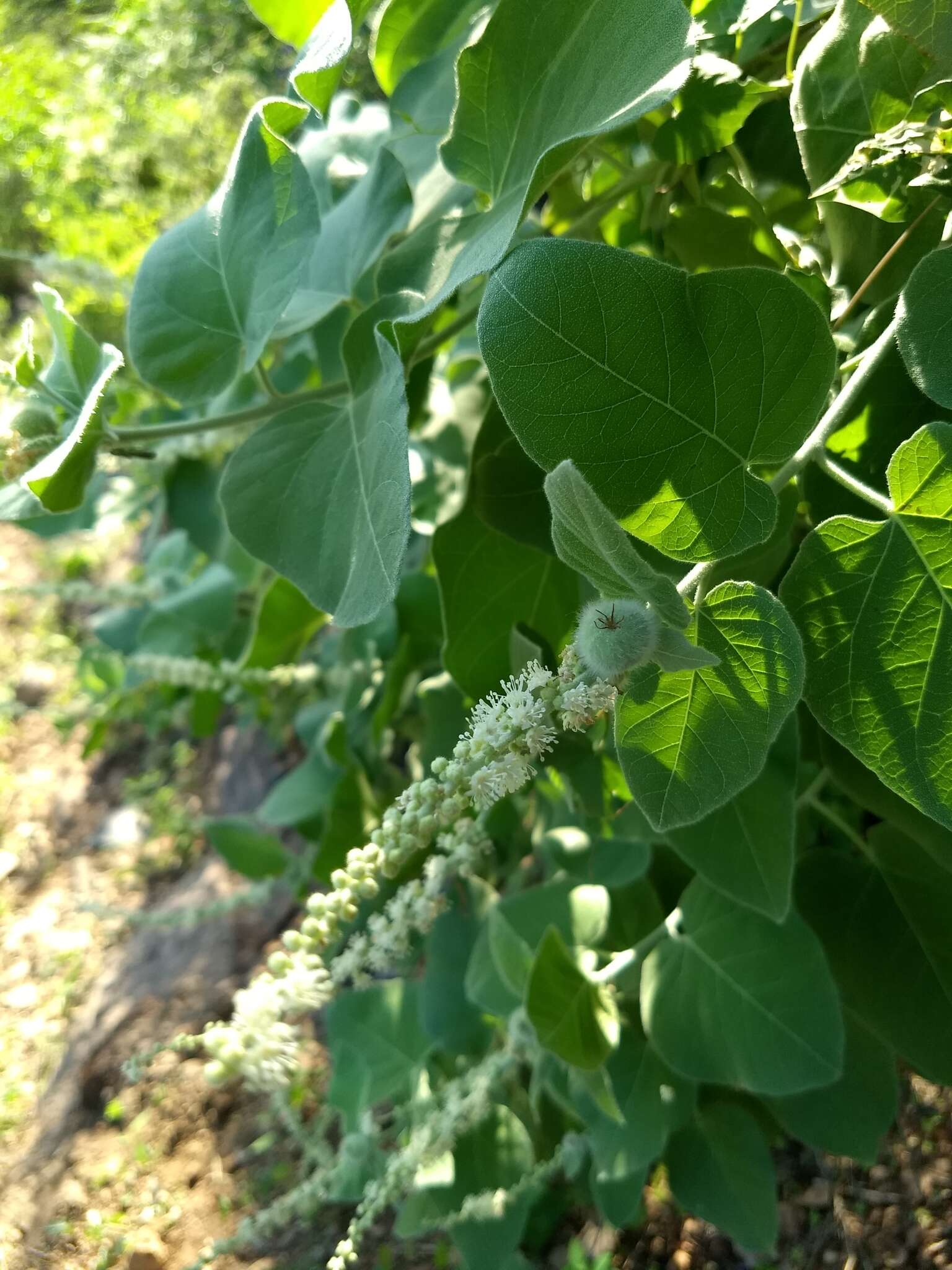 Sivun Croton magdalenae Millsp. kuva