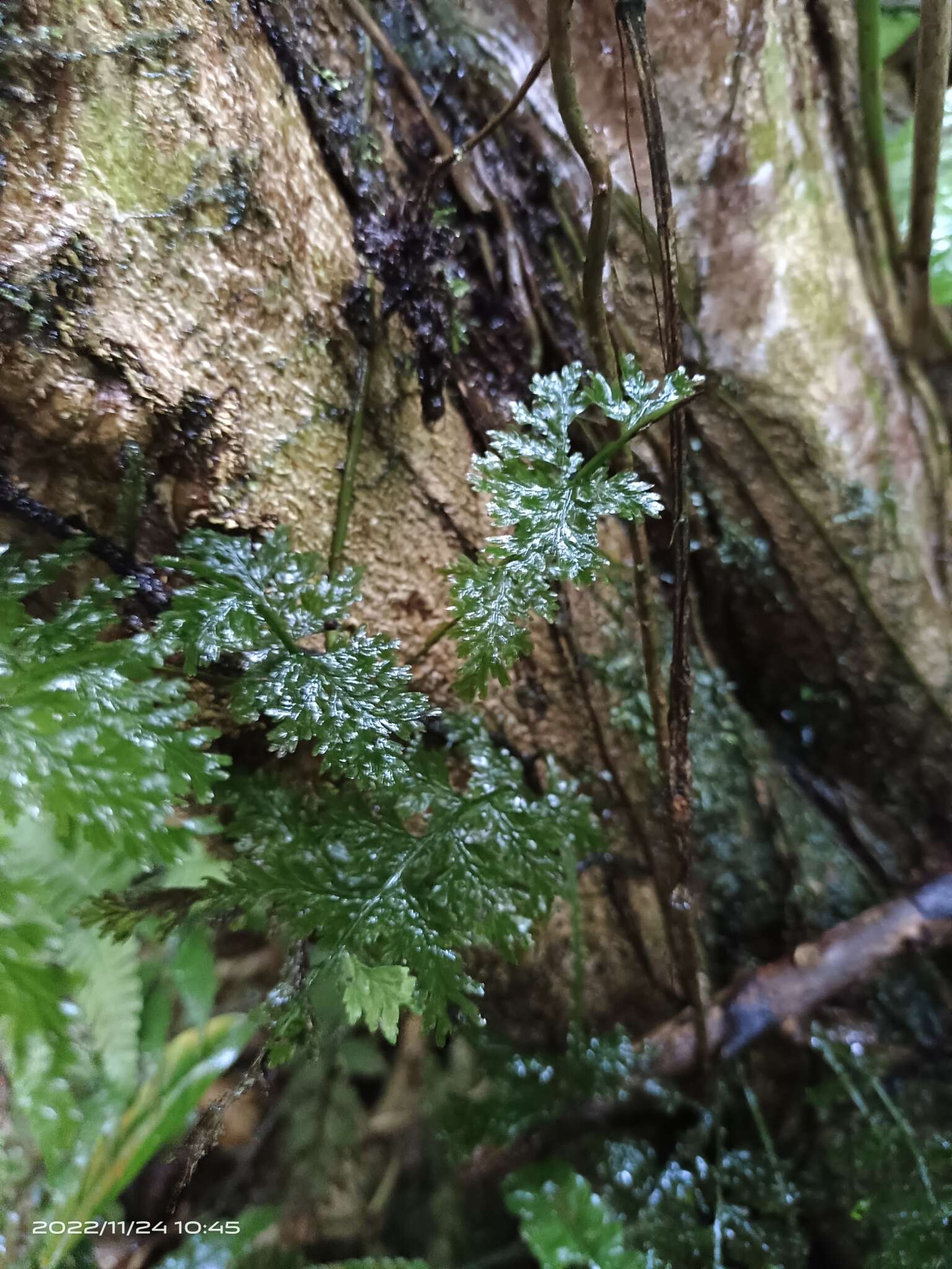 Слика од Vandenboschia striata (D. Don) Ebihara