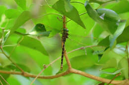 Image of Cretan spotted darner